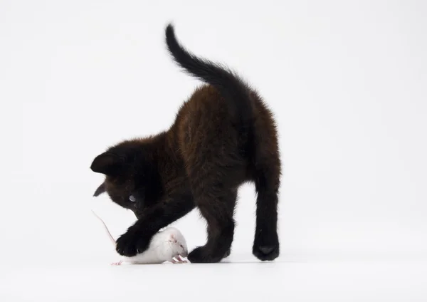 Μαύρη γάτα & λευκό ποντίκι — Φωτογραφία Αρχείου