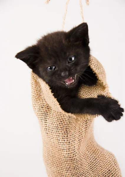 Small black cat in the bag — Stock Photo, Image