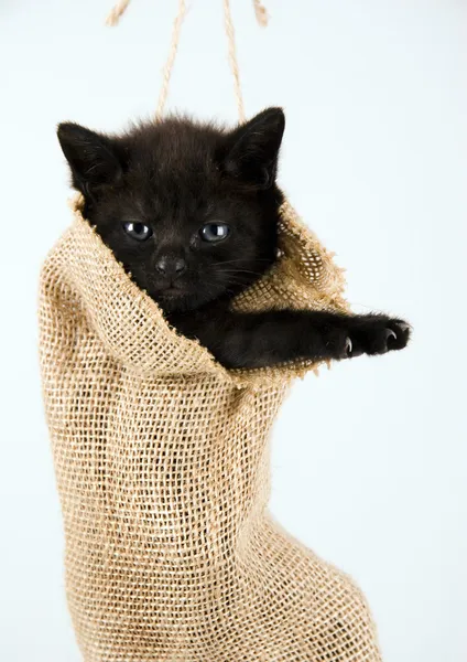 Small black cat in the bag — Stock Photo, Image