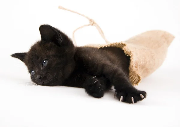 Small black cat in the bag — Stock Photo, Image