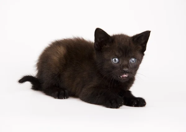 Little black cat — Stock Photo, Image