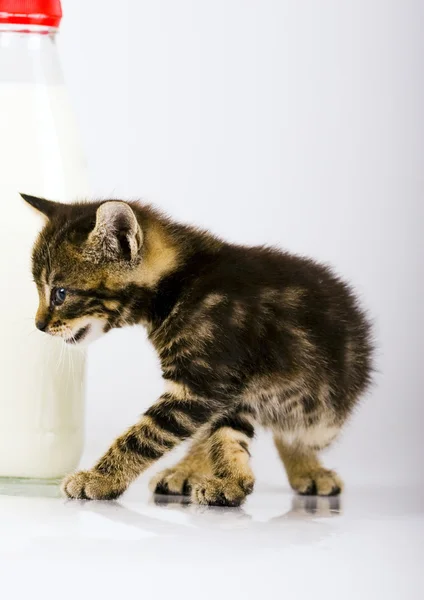 Cat & milk — Stock Photo, Image