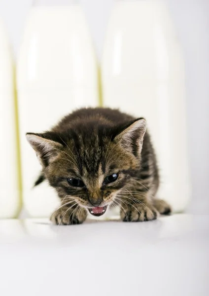 Cat & milk — Stock Photo, Image