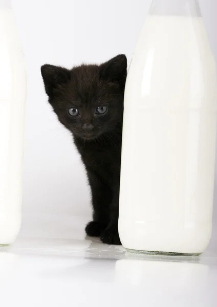 Black Cat & Milk — Stock Photo, Image