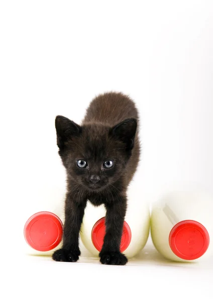 Black Cat & Milk — Stock Photo, Image