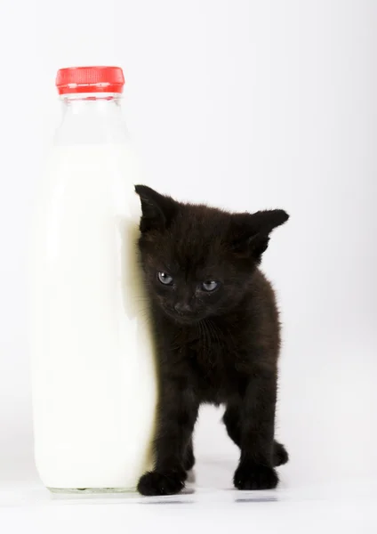 Black Cat & Milk — Stock Photo, Image