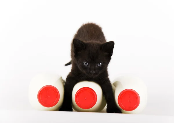 Schwarze Katze & Milch — Stockfoto