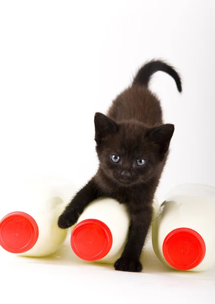 Black Cat & Milk — Stock Photo, Image