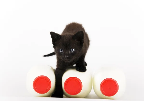 Schwarze Katze & Milch — Stockfoto