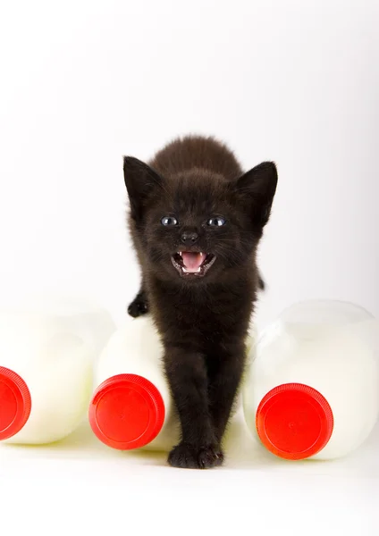 Black Cat & Milk — Stock Photo, Image
