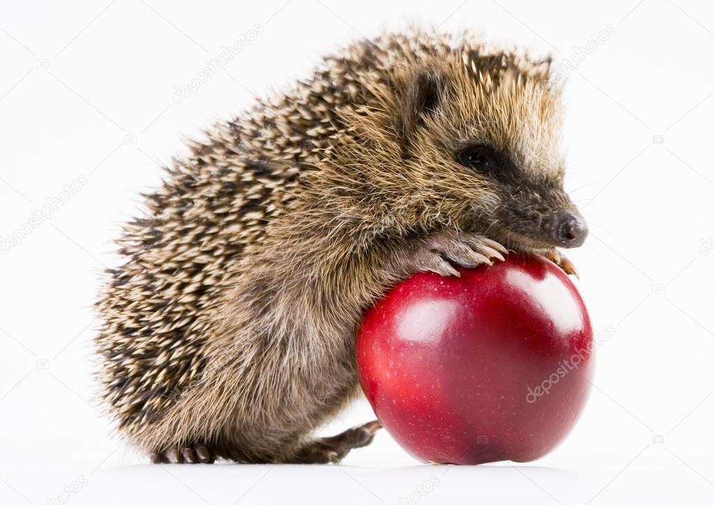 igel mit apfel — stockfoto © janpietruszka #30700065