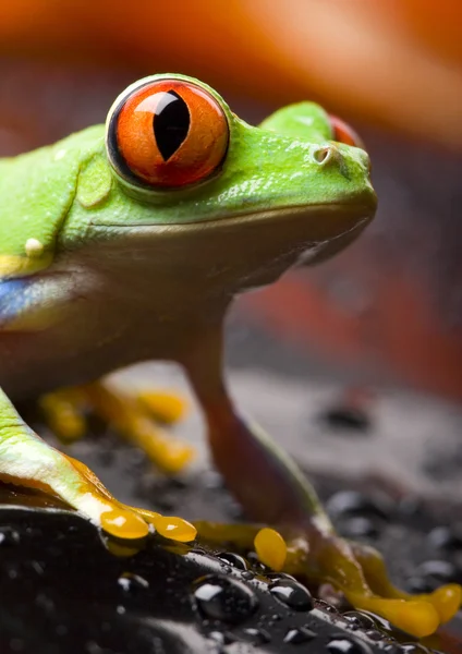 Red eyed tree frog — Stock Photo, Image