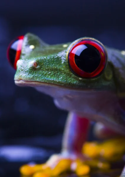 Red eyed tree frog — Stock Photo, Image