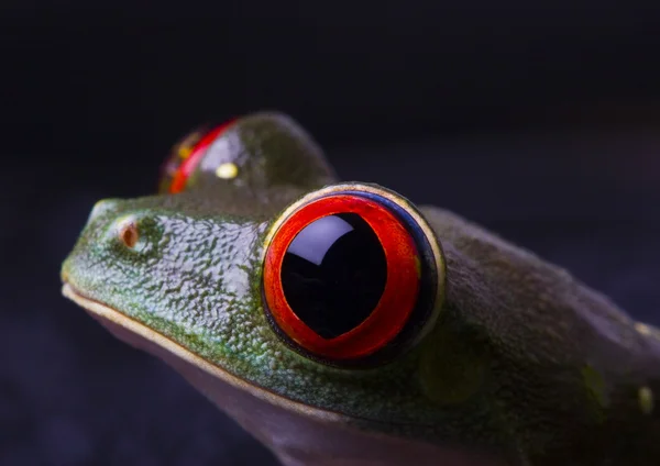 Rana arborícola de ojos rojos — Foto de Stock