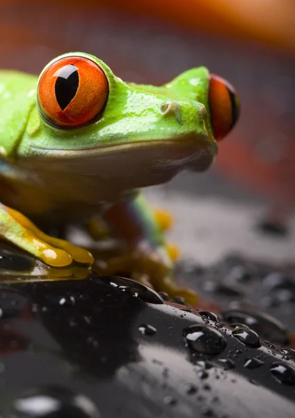 Grenouille à yeux rouges — Photo