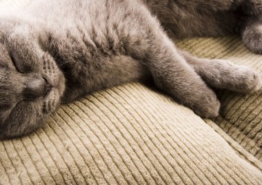 Yatakta kedi var.