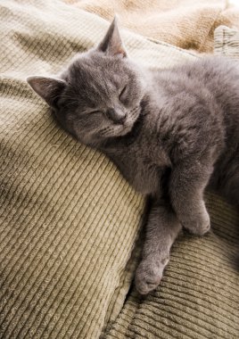 Yatakta kedi var.