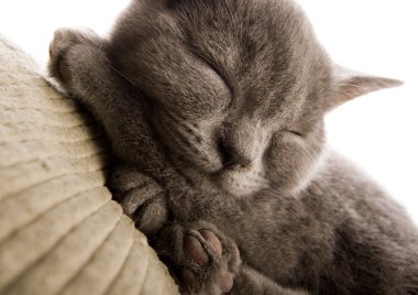Yatakta kedi var.