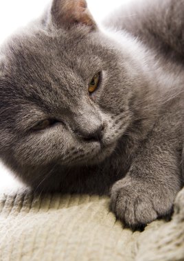 Yatakta kedi var.