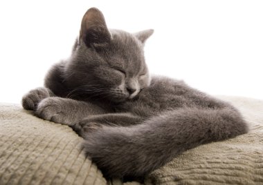 Yatakta kedi var.