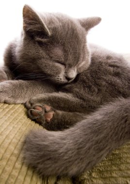 Yatakta kedi var.
