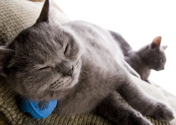 Russian Blue & British Shorthair on the pillow — Stock Photo, Image