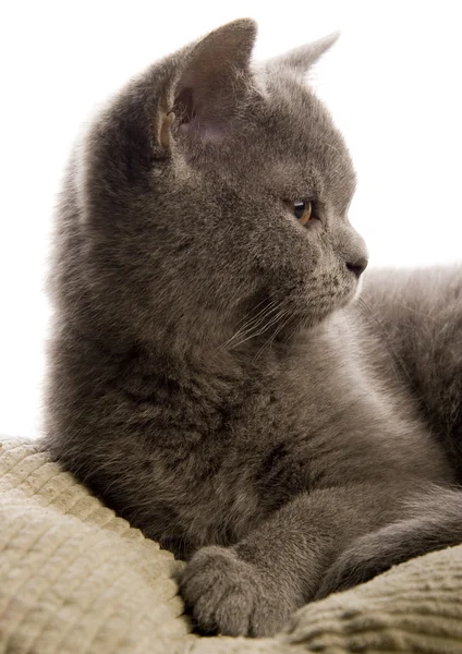 Cat on the bed — Stock Photo, Image