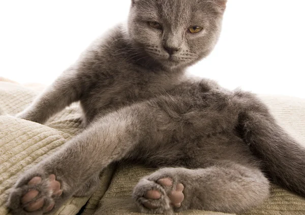Cat on the bed — Stock Photo, Image