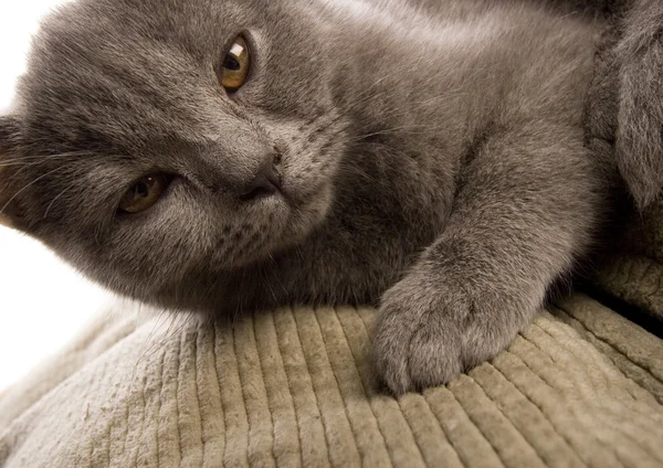 Katze auf dem Bett — Stockfoto