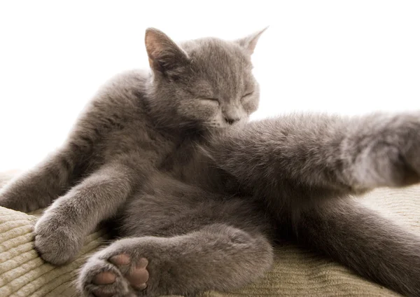 Cat on the bed — Stock Photo, Image