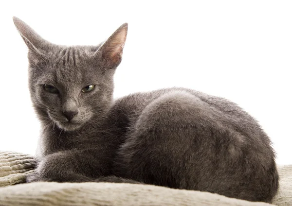 Cat on the bed — Stock Photo, Image