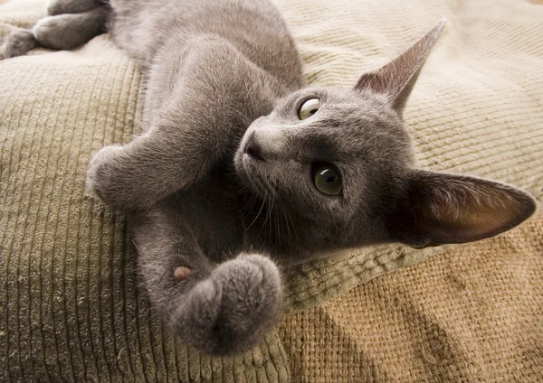 Cat on the bed — Stock Photo, Image