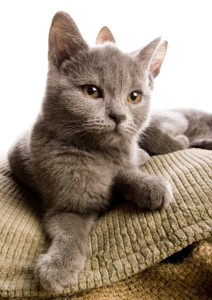 Cats on the bed — Stock Photo, Image