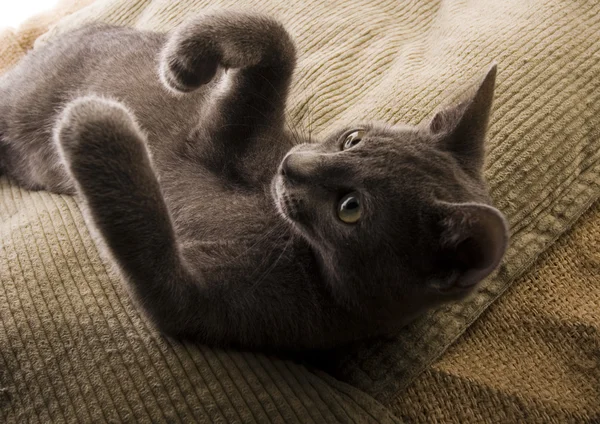 Gato na cama — Fotografia de Stock