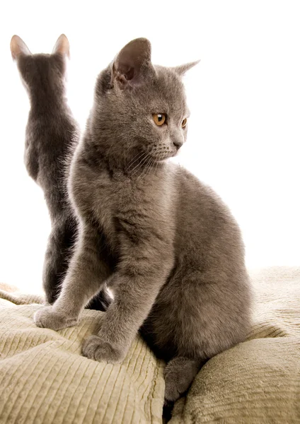 Katzen auf dem Bett — Stockfoto