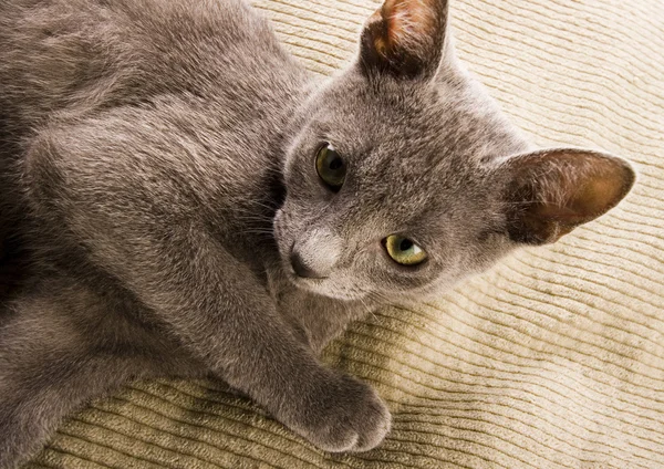 Katze auf dem Bett — Stockfoto