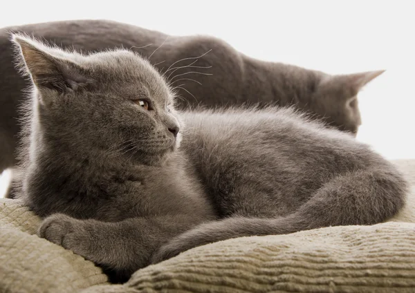 Cats on the bed — Stock Photo, Image