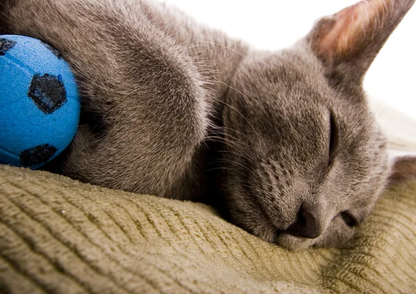 Cat on the bed — Stock Photo, Image