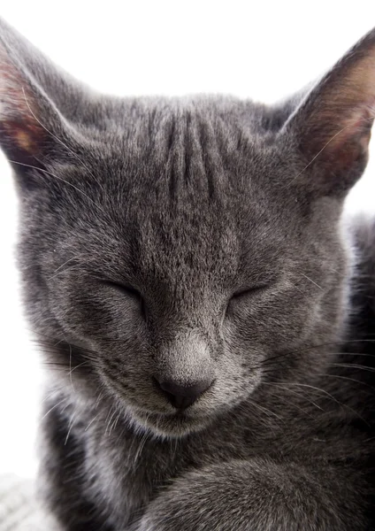 Gato na cama — Fotografia de Stock