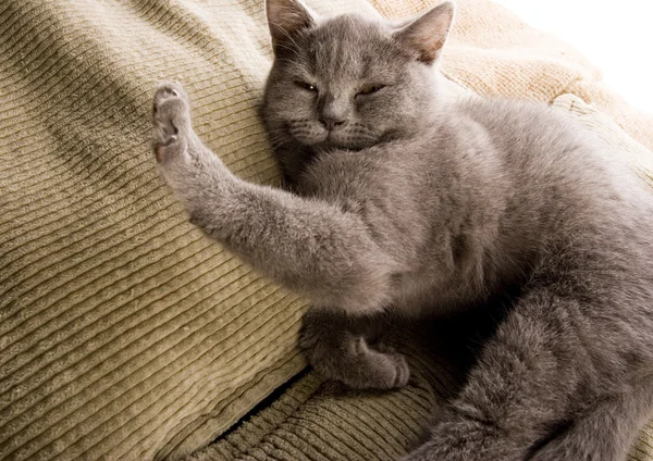 Gato na cama — Fotografia de Stock