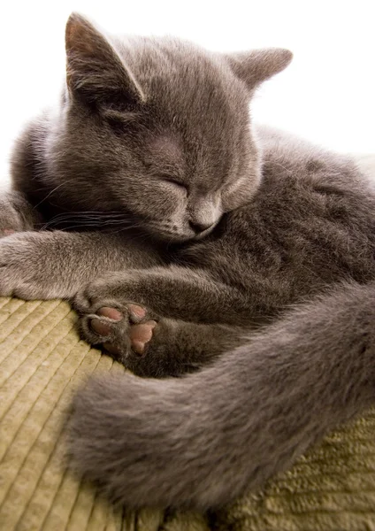 Pisica pe pat — Fotografie, imagine de stoc