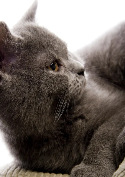 Katze auf dem Bett — Stockfoto