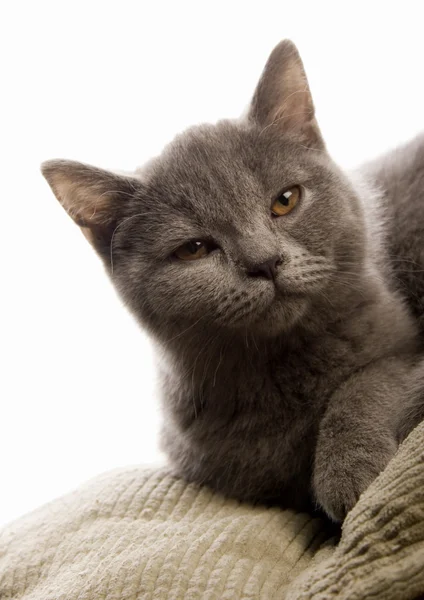 Gato na cama — Fotografia de Stock