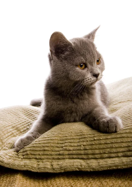 Gato en la cama — Foto de Stock