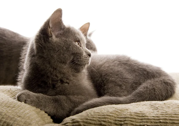 Cats on the bed — Stock Photo, Image