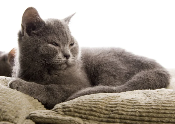 Kedi yatağı — Stok fotoğraf