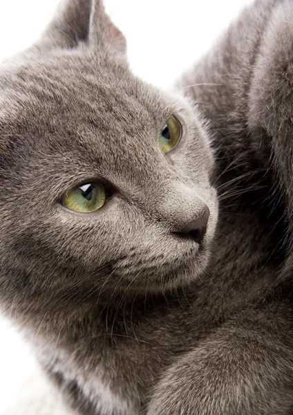 Katze auf dem Bett — Stockfoto