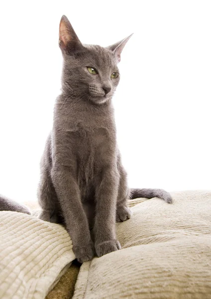 Gatos en la cama — Foto de Stock