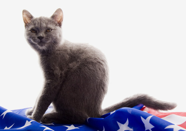 British Shorthair on U.S.A flag