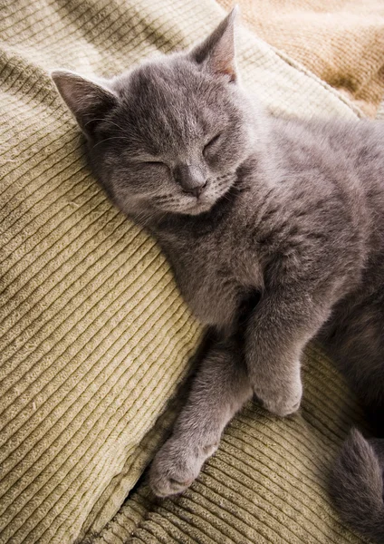 Yatakta kedi var.